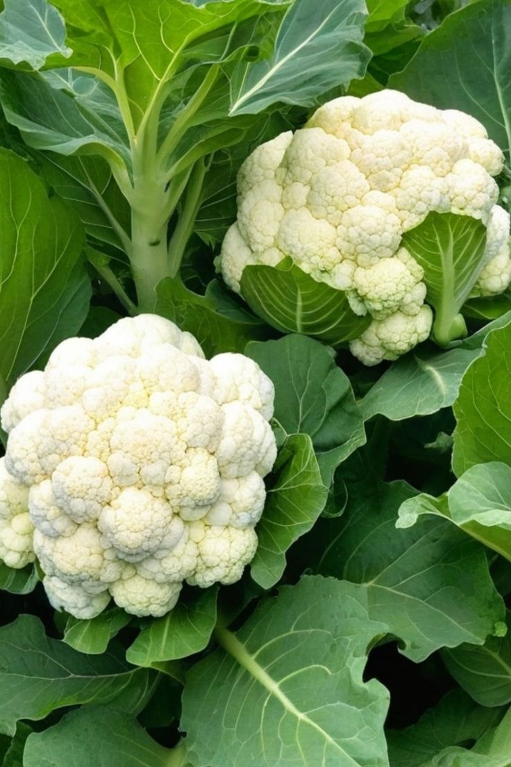 Cauliflower (Phool Gobhi – फूल गोभी)